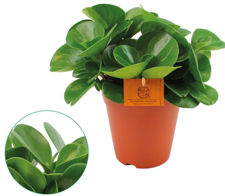 PeperomiaObtusifolia